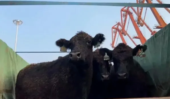 牛到“家”了！13712头进口种牛在钦州港区上岸